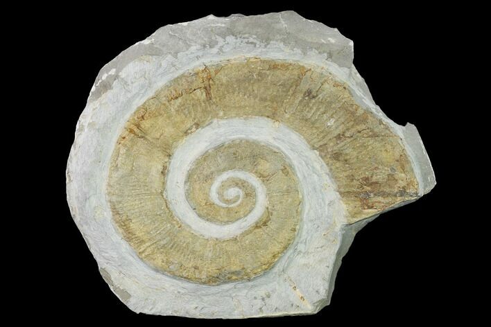 Cretaceous Ammonite (Crioceratites) Fossil - France #153137